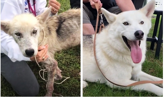 Волонтёры спасли пса, 2 года сидевшего на цепи, и показали, в какого красавчика его превратили любовь и забота